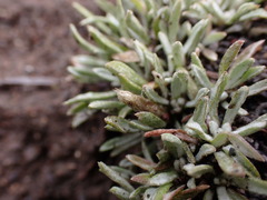 Antennaria dimorpha