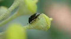 Coleoptera