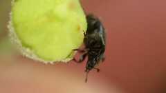 Coleoptera