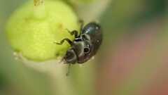 Coleoptera