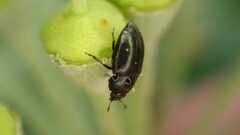 Coleoptera
