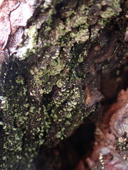 Hypocenomyce scalaris