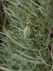 Gnorimoschema octomaculella