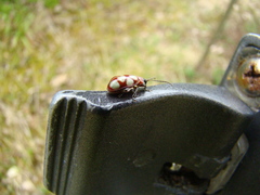 Omophoita magniguttis