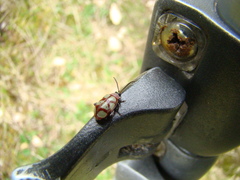 Omophoita magniguttis