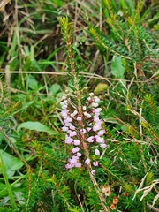 Erica vagans