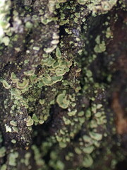 Hypocenomyce scalaris