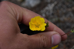 Potentilla glaucophylla