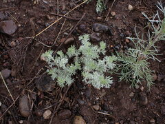 Artemisia frigida