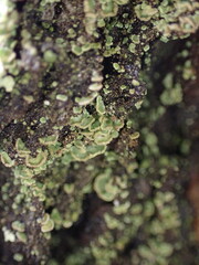 Hypocenomyce scalaris