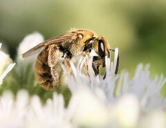 Lasioglossum pilosum