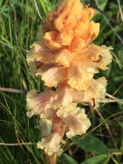 Orobanche alba
