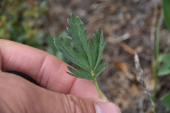 Potentilla glaucophylla