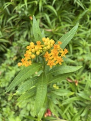 Senecio triangularis