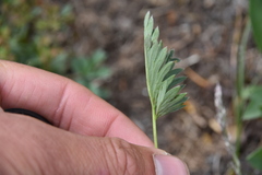 Potentilla glaucophylla