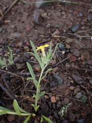 Lithospermum