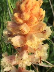 Orobanche alba