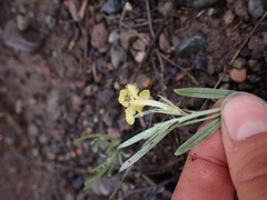 Lithospermum