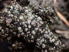 Psora