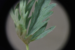 Potentilla glaucophylla