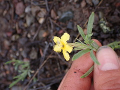 Lithospermum