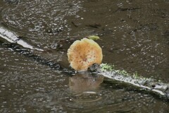 Polyporus tuberaster