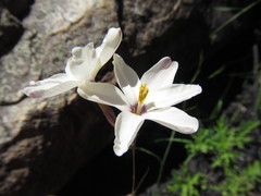 Ixia stenophylla