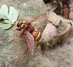 Milesia crabroniformis