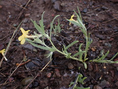 Lithospermum