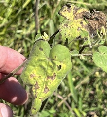 Abutilon theophrasti