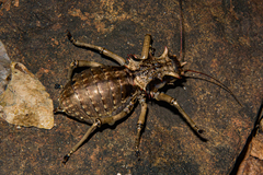 Enyaliopsis