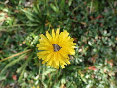 Choreutis betuliperda