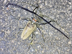 Batocera rufomaculata