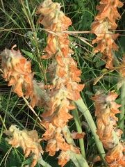 Orobanche alba