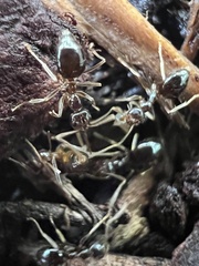 Prenolepis imparis
