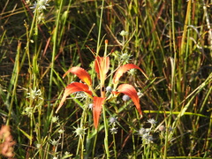Lilium catesbaei