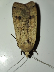 Noctua pronuba
