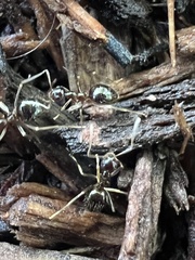 Prenolepis imparis