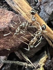Prenolepis imparis