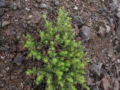 Artemisia michauxiana