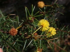 Acacia echinula