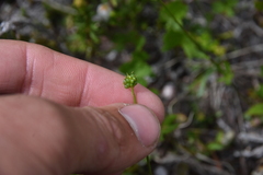 Ranunculus eschscholtzii