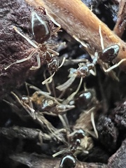 Prenolepis imparis