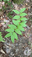 Streptopus lanceolatus
