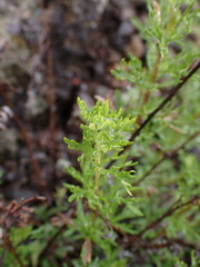 Artemisia michauxiana