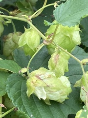 Humulus lupulus