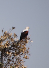 Haliaeetus vocifer