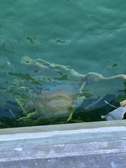 Holacanthus bermudensis