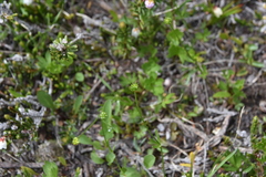 Ranunculus eschscholtzii