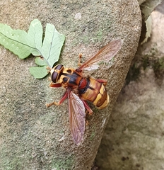 Milesia crabroniformis